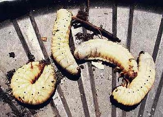 Larva of wood boring worms on stump.